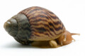 Lissachatina immaculata immaculata juvenil